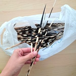 Porcupine Quills